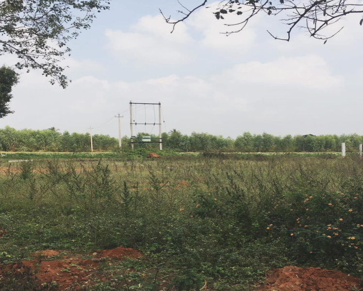 11 Guntas Land for Sale near Nandhi Hills