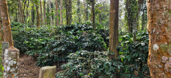 9 acre well maintained coffee estate for sale in Belur