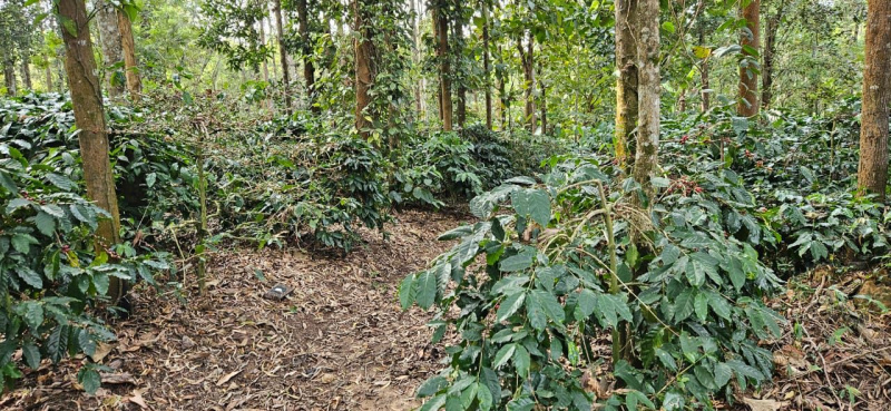 9 acre well maintained coffee estate for sale in Belur