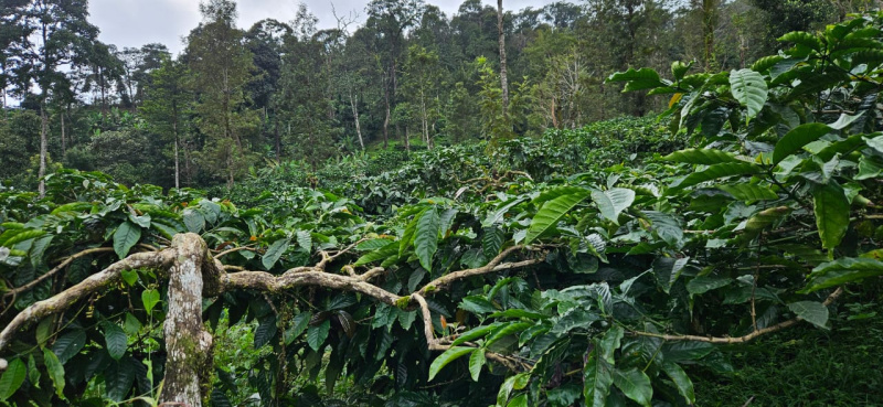 60+ acres coffee estate for sale in Hassan