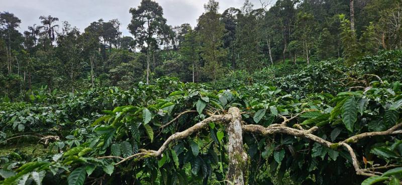 60+ acres coffee estate for sale in Hassan