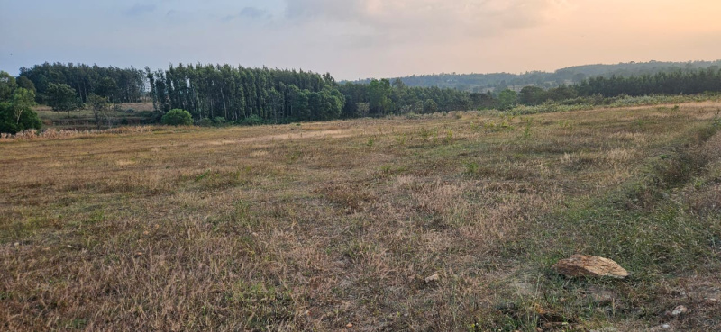 1 acre 20 Gunta agricultural land for sale in Belur