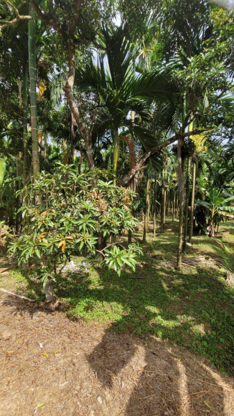 10 acre plantation for sale near Nellyadi Mangalore