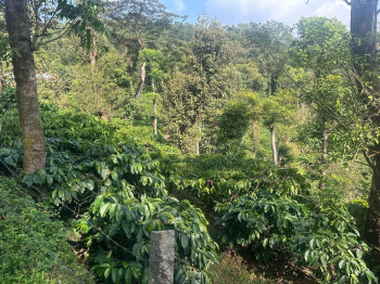 10 acre coffee plantation for sale