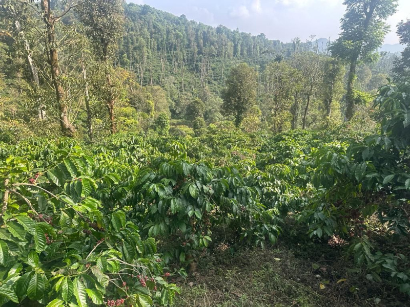 10 acre coffee plantation for sale