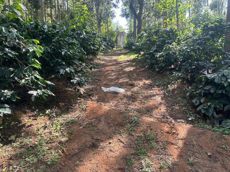20 acre coffee and pepper plantation for sale