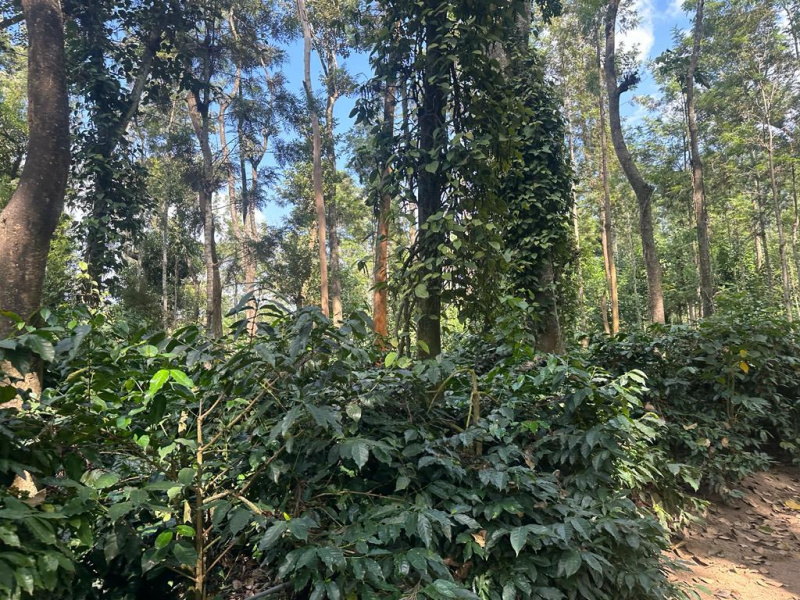 20 acre coffee and pepper plantation for sale
