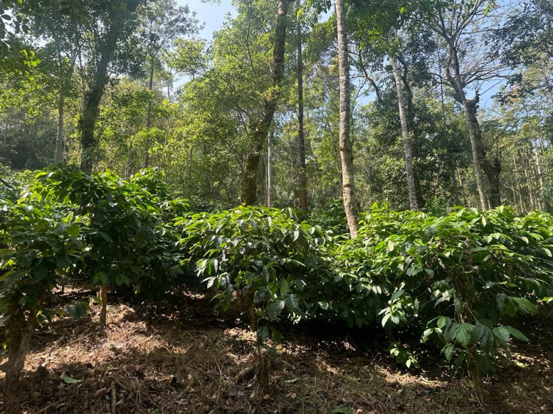 11.5 acre coffee estate for sale in kalasa road - Mudigere