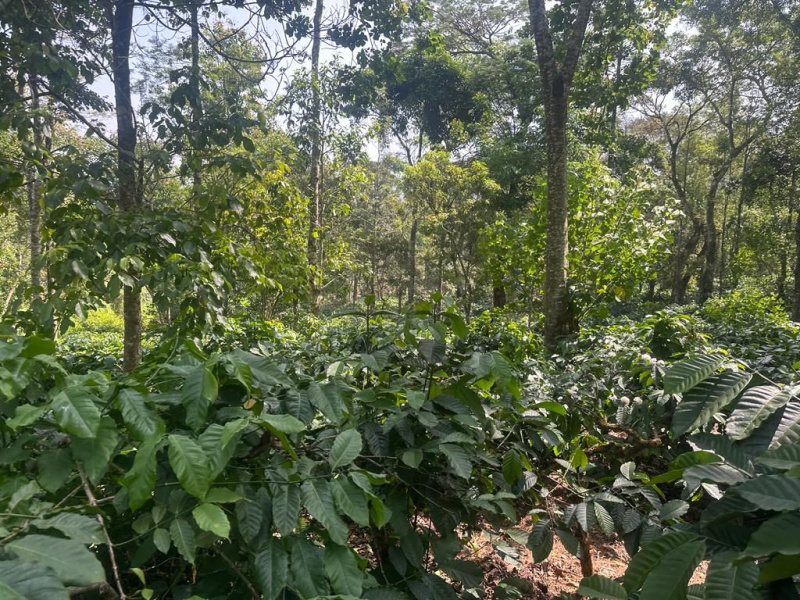 11.5 acre coffee estate for sale in kalasa road - Mudigere