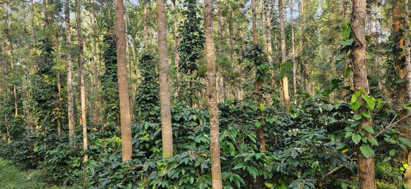 6 acre coffee estate for sale in Chikkamgaluru