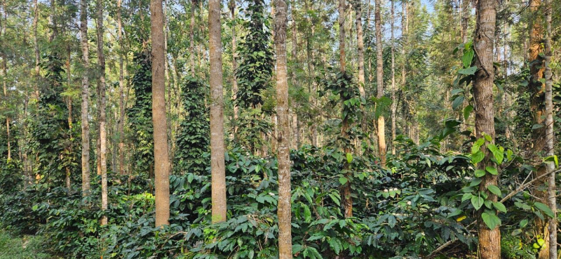 6 acre coffee estate for sale in Chikkamgaluru