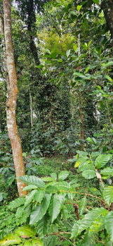 8 acre plantation for sale in Hassan