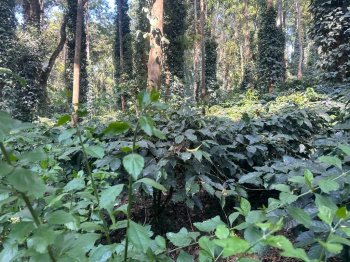 11 acre well maintained coffee and pepper plantation for sale in Mudigere
