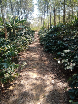 1.21 acre coffee plantation for sale in Belur  Hassan dist