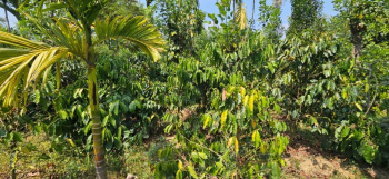 10 acre well maintained Areca and coffee plantation for sale in Mudigere