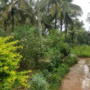 3 acre Areca and coconut plantation for sale in Chikkamagalur