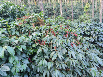 20+ acres well maintained coffee estate for sale in Chikkamgaluru