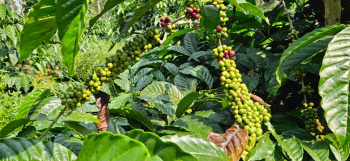 8 acre well maintained coffee estate for sale in Kodlipete - Coorg dist