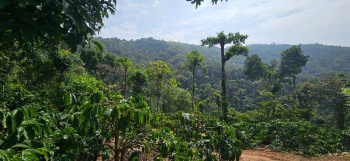 8+ acres well maintained coffee estate for sale in Sakleshpura