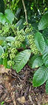 4 acre coffee plantation for sale near Kodlipete , Coorg district