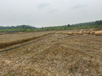 5.5 acre agricultural land for sale near Gonibeedu  Mudigere taluk