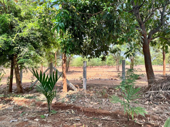 2 acres developed farm land for sale at Gowribidanur