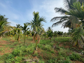 1.17 acre Areca plantation for sale in Tiptur - Tumkur district