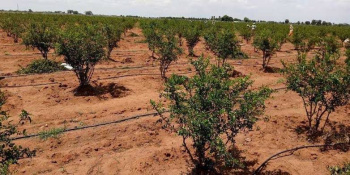 15 Acres Pomegranate plantation land for Sale in Doddballapura