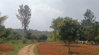 15 acre farm land for sale in Kankapura - Ramangara district
