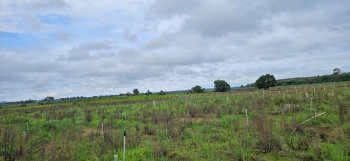 4 acre agri land for sale inbetween Belur and Chikkamgaluru