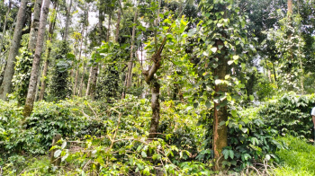 3 acre well maintained coffee estate for sale in Chikmagaluru
