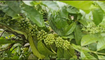 18 acre areca and coffee plantation for sale in Sakleshpura
