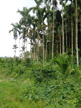 6 acre coffee and areca plantation for sale with farm house in Belur