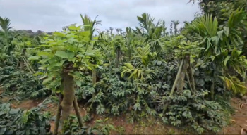 3 acre areca and coffee  farm land for sale in Hassan