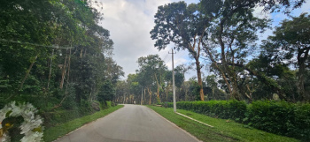 6 acre Arecanut plantation for sale in Belur