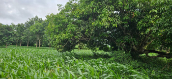 4 acre agri land / Mango plantation for sale near Shettihalli