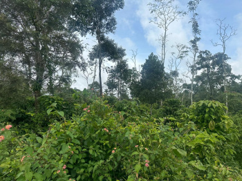 2 acre coffee estate for sale in Belur - Hassan district
