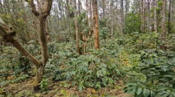 10 acre average maintained coffee plantation for sale in Belur