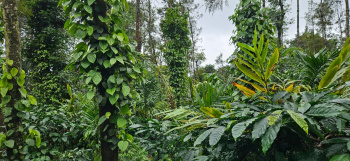 6 acre well maintained coffee estate for sale