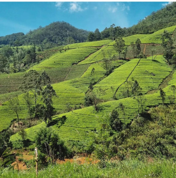 Beautifull TEA and coffee plantation for sale in Chikkamgaluru