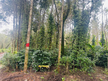 Property id 3735  2 acre coffee and pepper plantation for sale in Belur - Hassan district