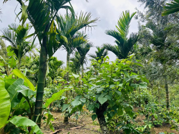 3 acre areca and coffee plantation for sale in Belur