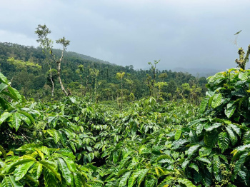 18 acre coffee estate for sale