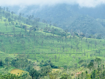 2 acre coffee plantation with beautifull tea estate view for sale in Chikkamgaluru