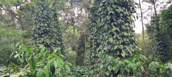 19 acre well maintained coffee estate with beautifull Banglow for sale in chikkamaglru