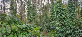 12 acre well maintained coffee estate with all infrastructure for sale in Sakleshpura