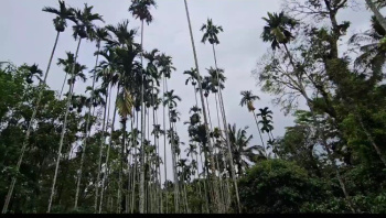 200+ acre well maintained coffee estate for sale in Chikkamgaluru