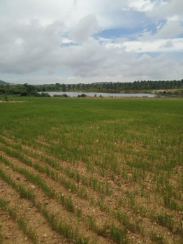 10 Acre Residential Plot for Sale in Kadur, Chikmagalur