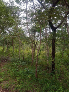 12 acre Melia Dubai ( Hebbevu) and jungle trees land for sale in Hassan