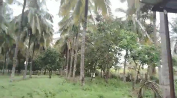 8 acre beautiful coconut and areca plantation for sale in Mandya district